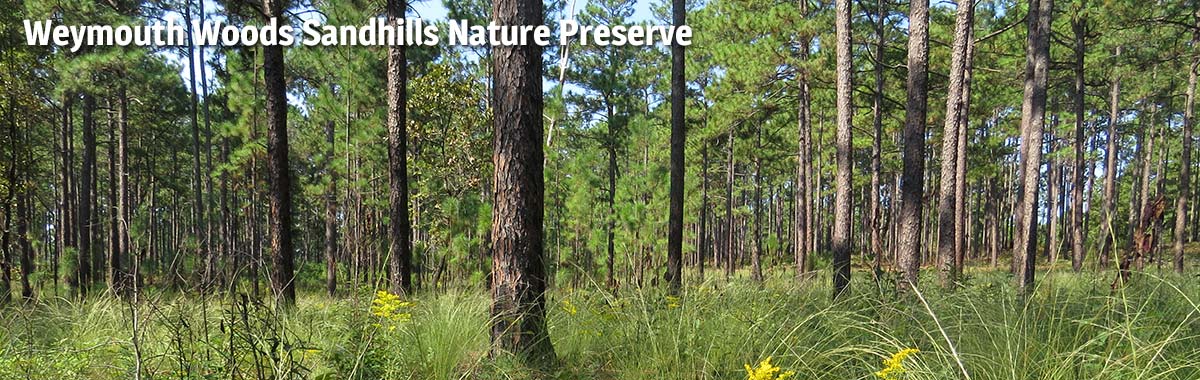 WEYMOUTH WOODS-SANDHILLS NATURE PRESERVE