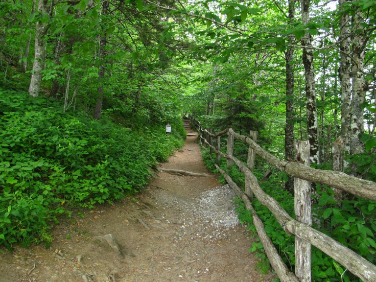 The Appalachian Trail In North Carolina NatureBreak